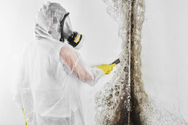 Best Mold Remediation for Specific Building Types in Keedysville, MD